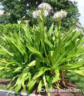 crinum asiaticum flowering in the landscape