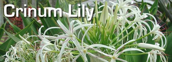 large flower of the blooming crinum lily