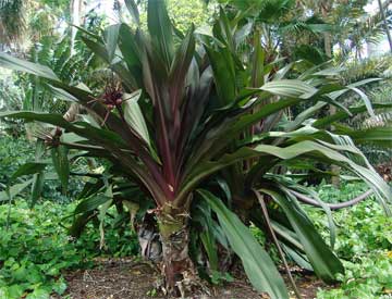 crinum lily