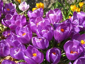 bulbs crocus flowering
