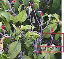Ficus pruned incorrectly