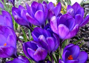 purple flowering crocus