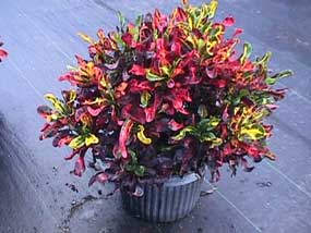croton mammey