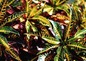 Outdoor Croton Plant Care