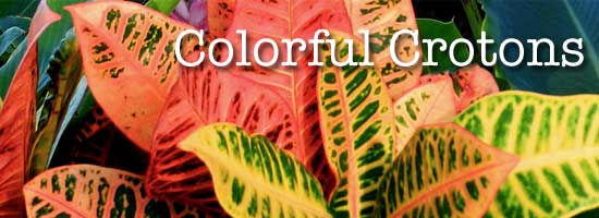 bright colorful croton leaves