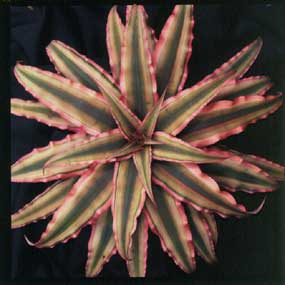 Cryptanthus bivittatus