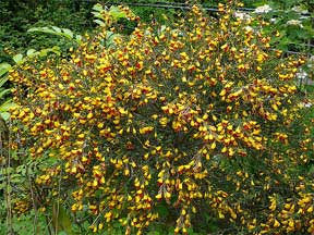 cytisus flowering