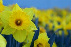 yellow and Daffodils color the spring