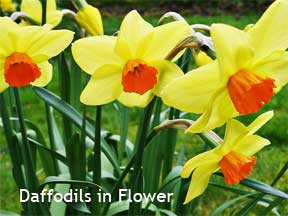 Daffodils flowering in Spring