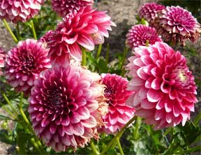 Dahlia flowers in bed