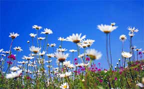 blooming field of daisies