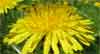 yellow blooming dendelions