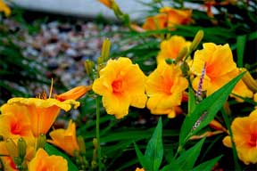 assorted day lilies blooming in the landscape