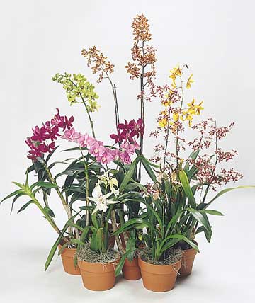 assorted dendrobiums in flower - orchids used as house plants for color