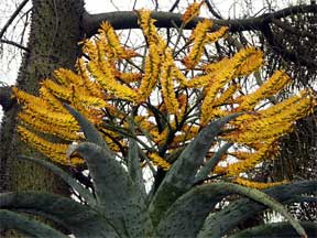 Agave - blooming a=oddity