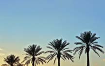 desert landscapes can be low maintenance using palms and native plant material
