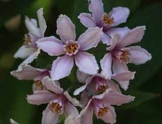 deutzia