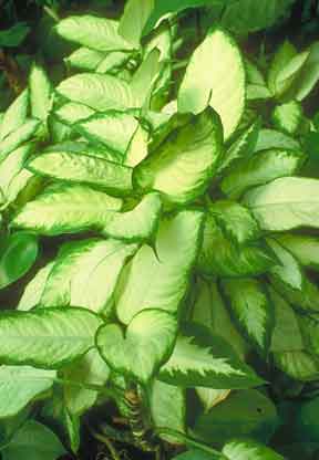 dumb cane marianne dieffenbachia