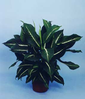 Dieffenbachia Sterling