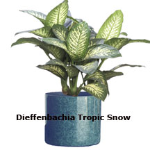 dieffenbachia