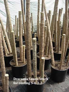 Dracaena Massangeana canes planted for rooting and sprouting heads