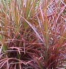 Dracaena Colorama