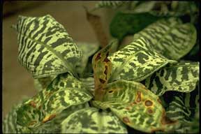 Fusarium leaf spot on Dracaena Goldieana