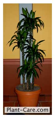 Dracaena Janet Craig at Disney World