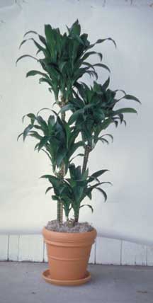 Dracaena Lisa