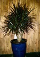 Dracaena 'Magenta 10 inch stump