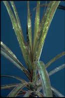 Dracaena marginata with Mealy Bug