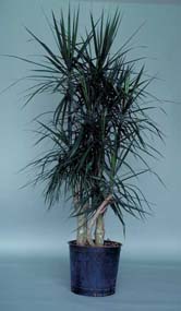 dracaena marginata