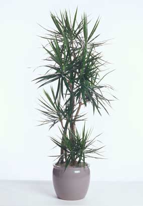 Marginata California Style