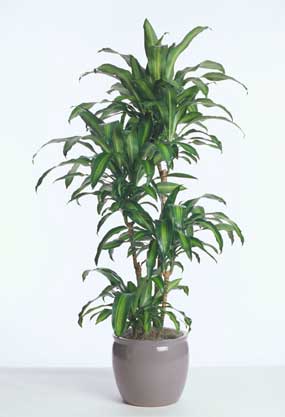 Acclimated Dracaena Massangeana grown in California