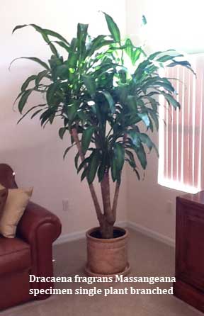 Stump Dracaena Massangeana - Corn Plant