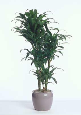 Dracaena michiko