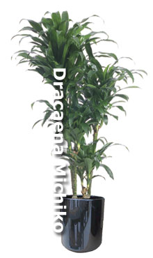 Dracaena Michiko - Hawaiian grown sport of Dracaena Janet Craig in ceramic decorative container
