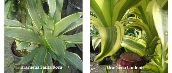 Dracaena Santa Rosa and Dracaena Lindenii