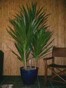 Dracaena 'Tarzan' Staggered 14 inch pot