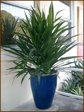 dracaena tarzan tips planter