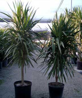 tree form of Dracaena tarzan