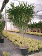 Dracaena 'Tarzan' grown as a tree for indoor use