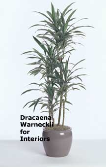 Dracaena Warneckii 