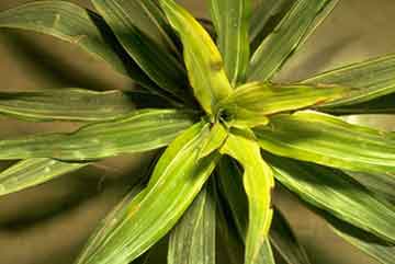 Iron deficiency due to high pH on Dracaena Warneckii