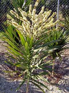 Dracaena 'Tarzan' in Flower!