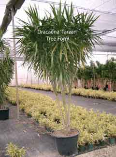Stock Tree ready for cutting and rooting