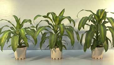 fertilizing house plants
