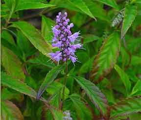 Chinese mint shrub Elsholtzia stauntonii