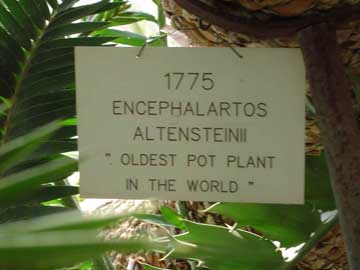 encephalartos altensteinii nameplate growing at Kew Gardens