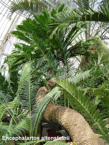 encephalartos altensteinii trunk growing at Kew Gardens